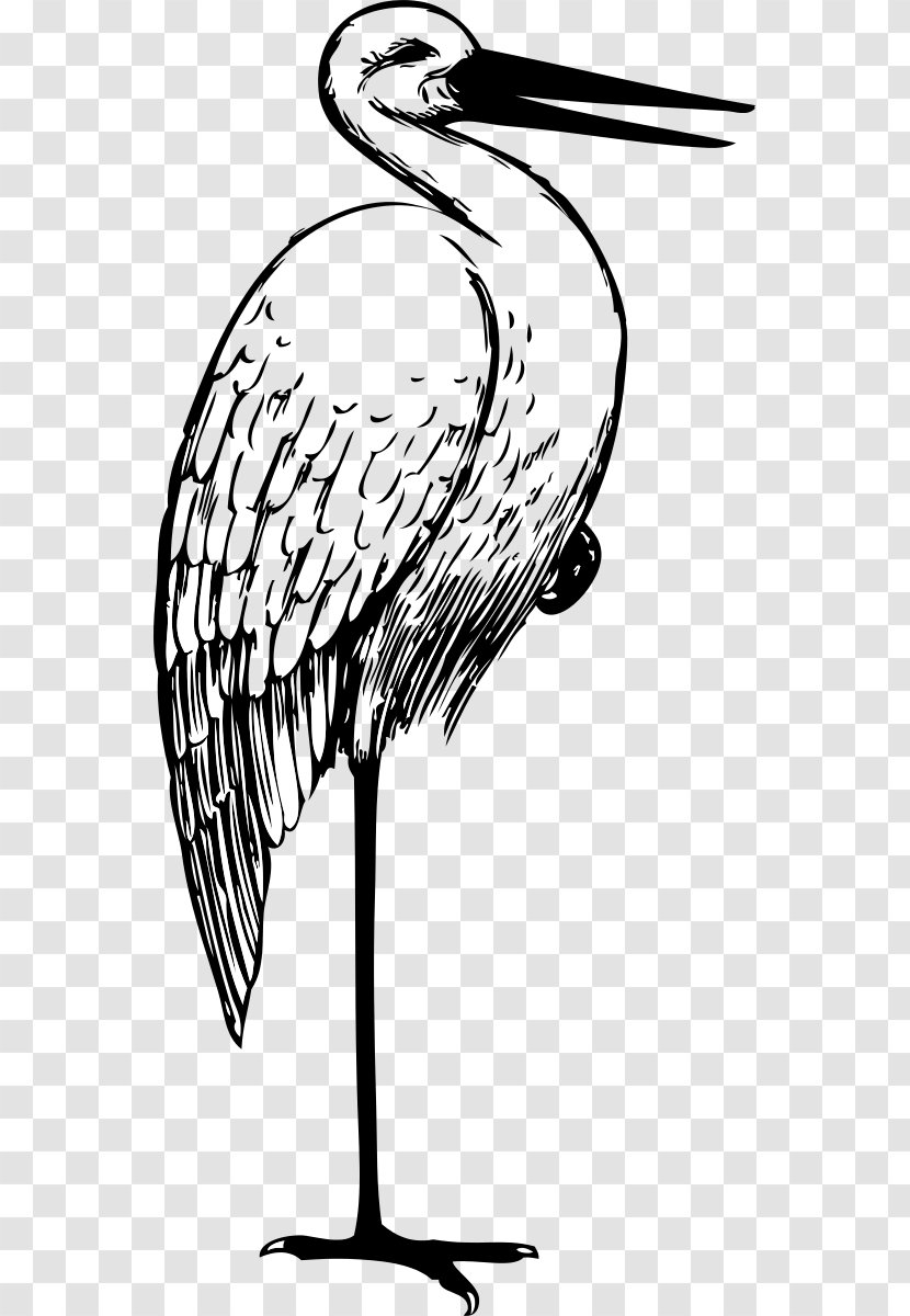 White Stork Drawing Clip Art - Wing - Pictures Of Transparent PNG