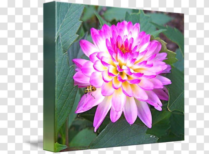 Dahlia Peony Wildflower Annual Plant Transparent PNG