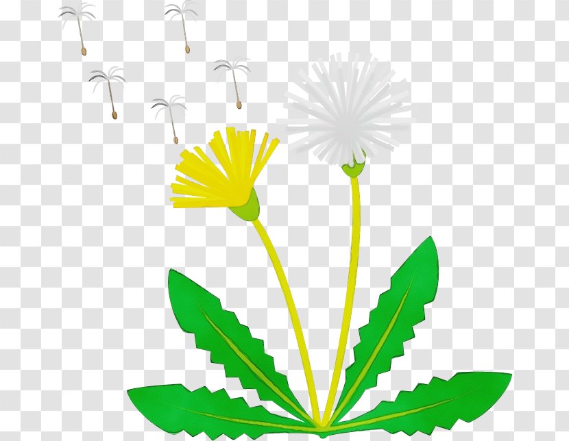 Watercolor Flower Background - Dandelion - Herbal Wildflower Transparent PNG