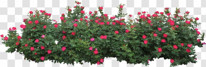 Shrub Flower Rose Clip Art - Arranging - Bushes Image Transparent PNG