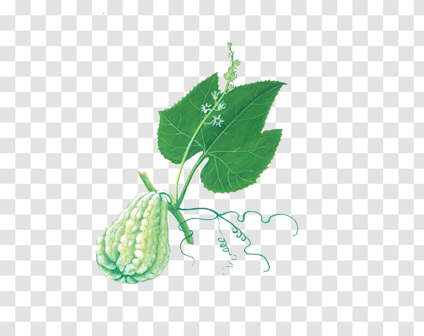 Chayote Buddha's Hand Melon Food Bergamot Orange - Tree - The Green Gourd On Vines Transparent PNG