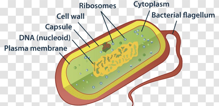 Prokaryote Cell Eukaryote Bacteria Diagram - Heart - Eukaryotic Transparent PNG