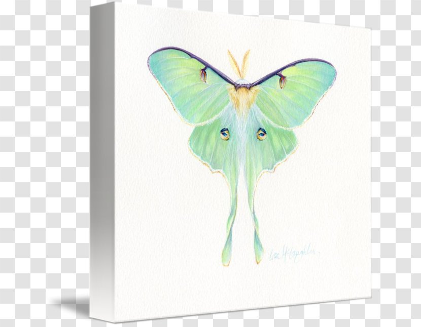 Butterfly Luna Moth Wing Technology - Pollinator Transparent PNG