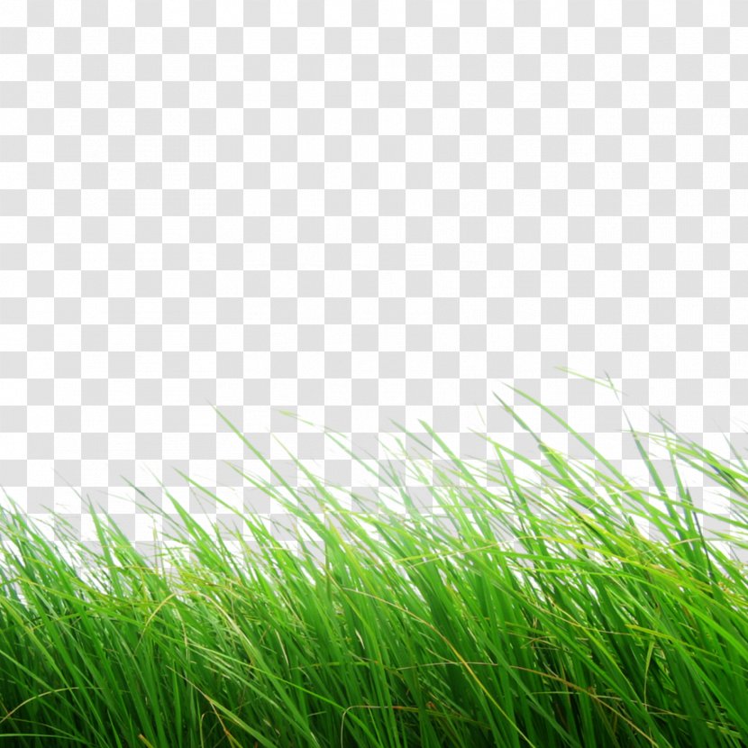 Green Grass Background - Chrysopogon Zizanioides - Wind Herb Transparent PNG
