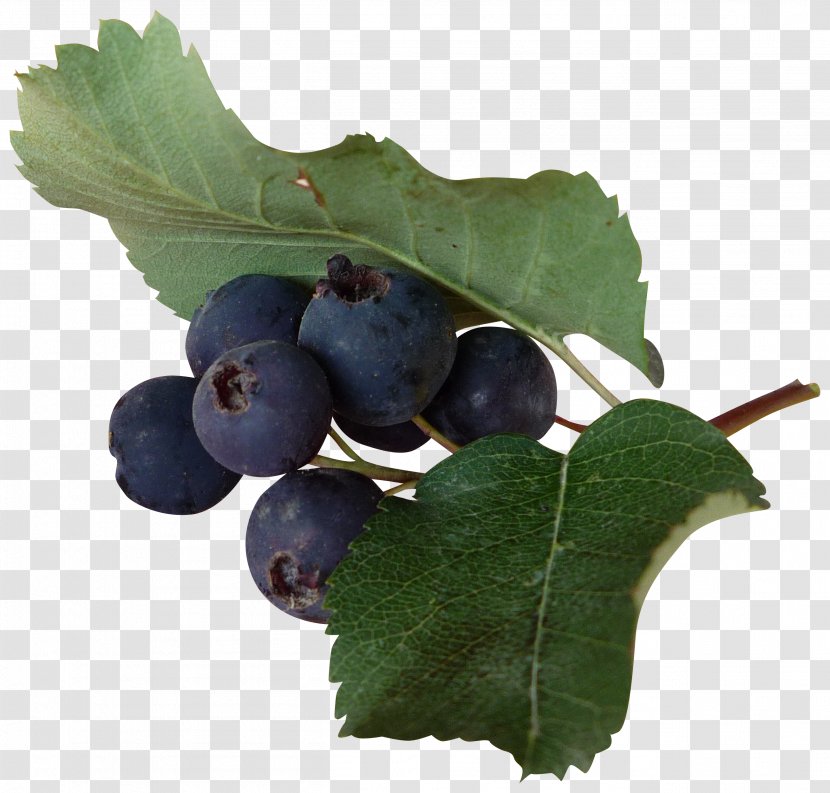 Grape Blueberry Bilberry Redcurrant - Leaves Transparent PNG