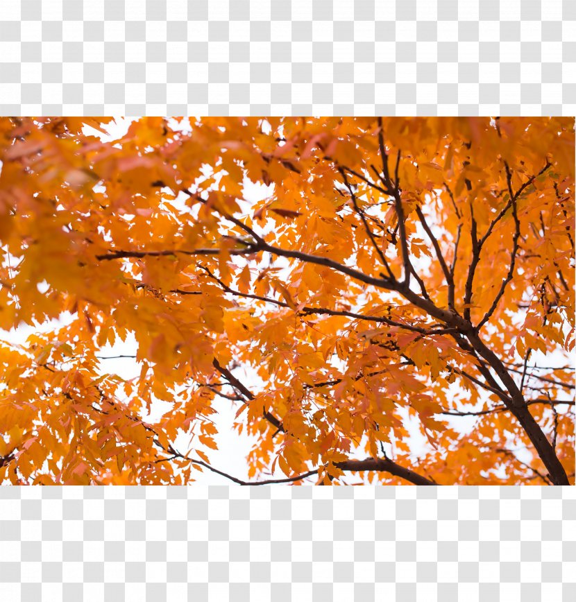 Autumn Leaf Color Photograph Desktop Wallpaper Orange Transparent PNG