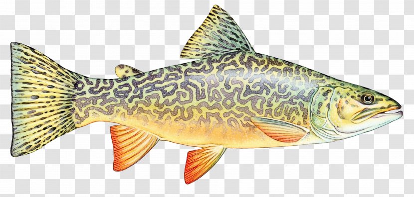 Fish Bony-fish Ray-finned Perch - Marine Biology - Cyprinidae Trout Transparent PNG