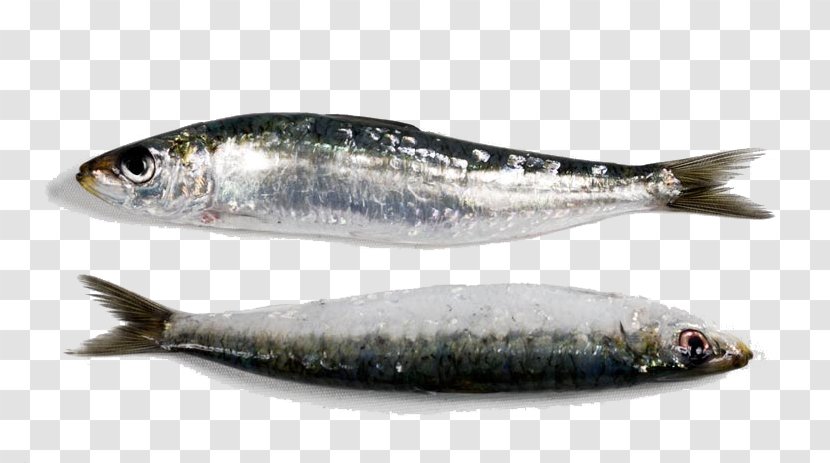 Sardine Swordfish European Pilchard Seafood - Salmon - SARDINES Transparent PNG