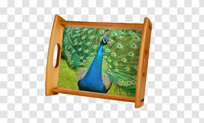 Pavo Bird Asiatic Peafowl Feather Animal Transparent PNG
