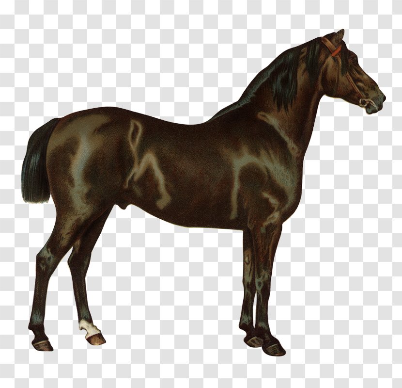 Morgan Horse Tufted Deer Thoroughbred Standardbred - Fallow Transparent PNG