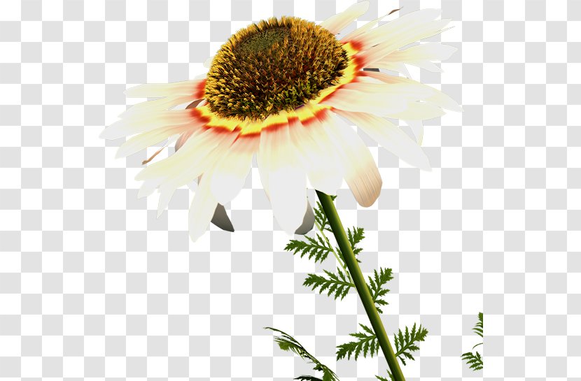 Flower Petal Oxeye Daisy Clip Art Transparent PNG