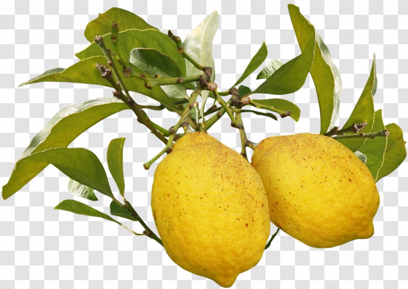 Meyer Lemon Fruit Auglis - Beautiful Mango Transparent PNG