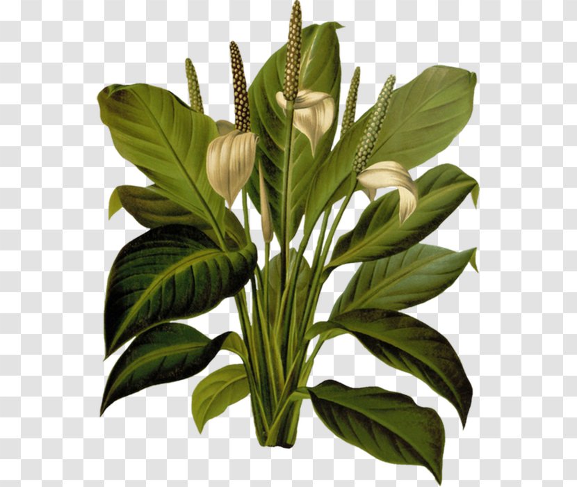 Ferns: British And Exotic Les Liliacées Botanical Illustration Botany Drawing - Herb - Leaf Transparent PNG