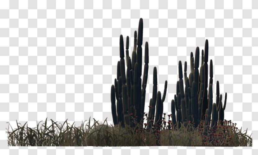 Desert Plant Shrub Viburnum Lentago - Community - Barrel Cactus Transparent PNG