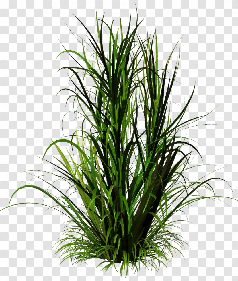 Grass Herbaceous Plant Clip Art - Tree - Bamboo Transparent PNG