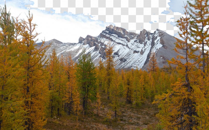 Mount Assiniboine Provincial Park Larch Forest Wallpaper - Autumn - In Canada Due To Seven Transparent PNG