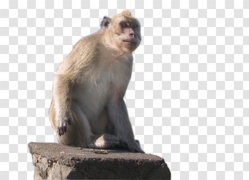 Macaque Old World Cercopithecidae New Monkeys - Mammal - Poms Transparent PNG