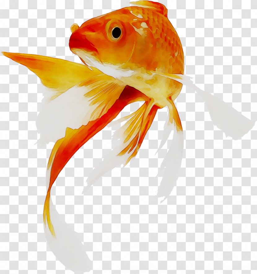 Goldfish Koi Aquarium System - Fish Transparent PNG