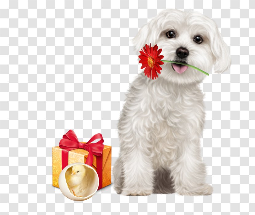 Maltese Dog Puppy Siberian Husky Havanese Breed - German Spitz Mittel Transparent PNG