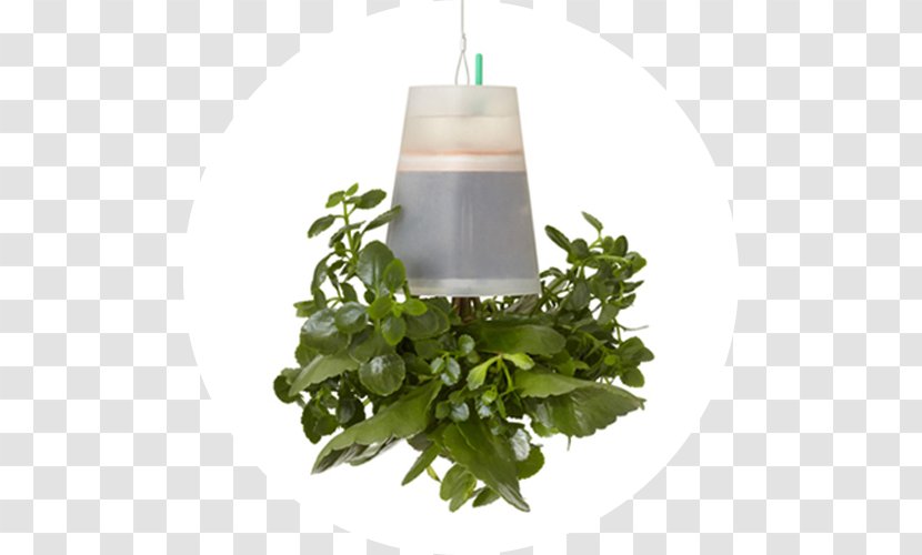 Flowerpot Herb - Polygon City Flyer Transparent PNG