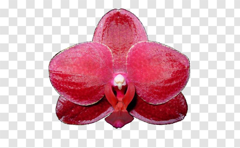 Moth Orchids Pink M - Petal Transparent PNG