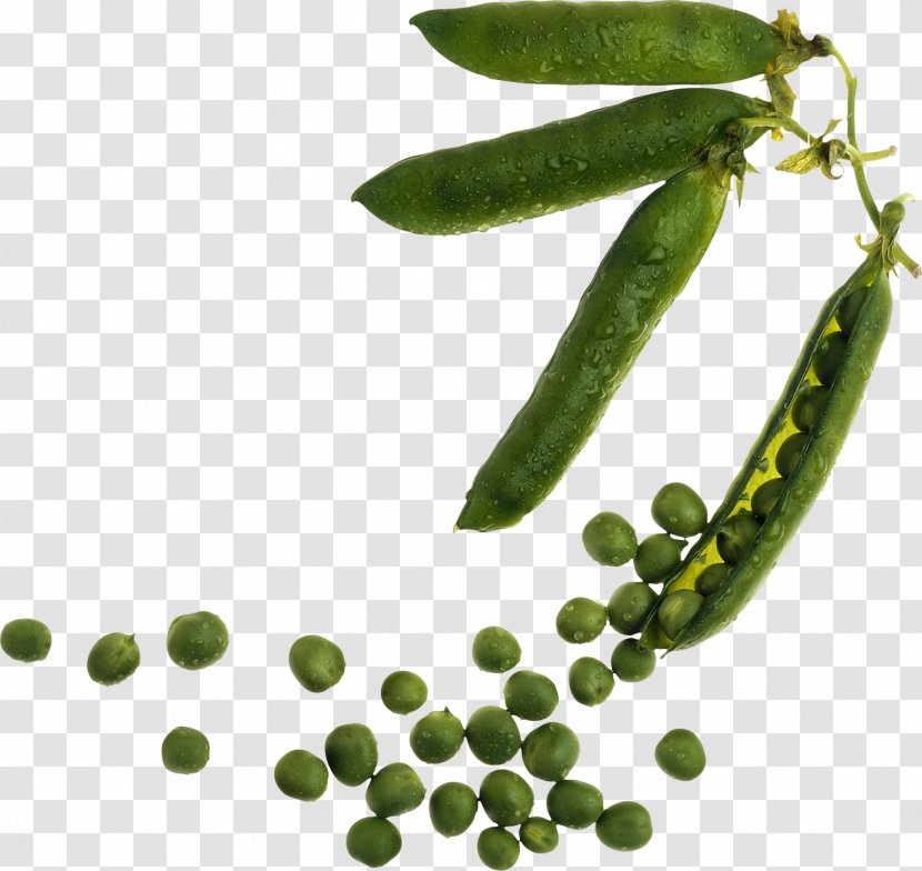 Industrial Revolution Crop Rotation Agriculture Garden - Ingredient - Pea Transparent PNG