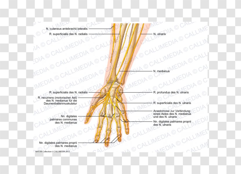 Forearm Ulnar Nerve Anatomy - Frame - Arm Transparent PNG
