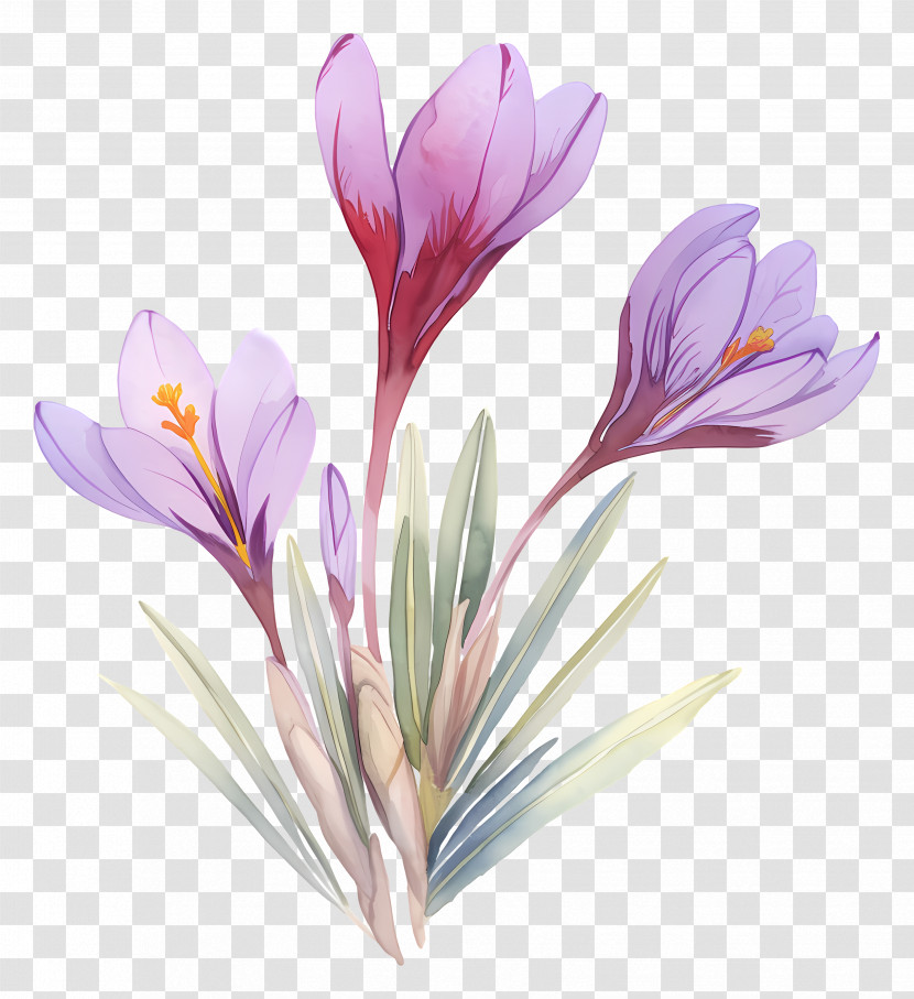 Saffron Crocus - Purple Crocus Flowers Blooming Transparent PNG