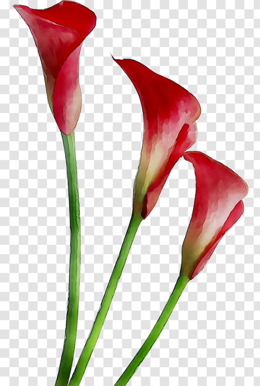 Arum Lilies Arum-lily Clip Art Bog - Aroideae - Tulip Transparent PNG