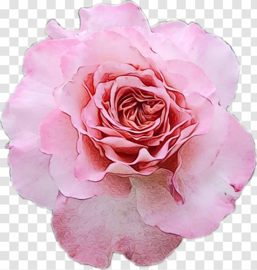Garden Roses - Watercolor - Plant Cut Flowers Transparent PNG