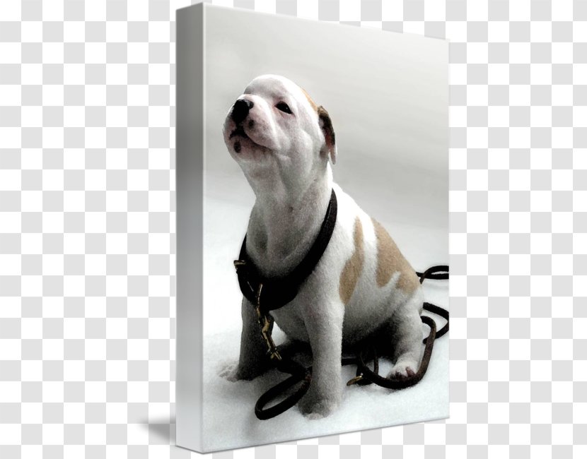 Dog Breed Staffordshire Bull Terrier American Puppy Transparent PNG