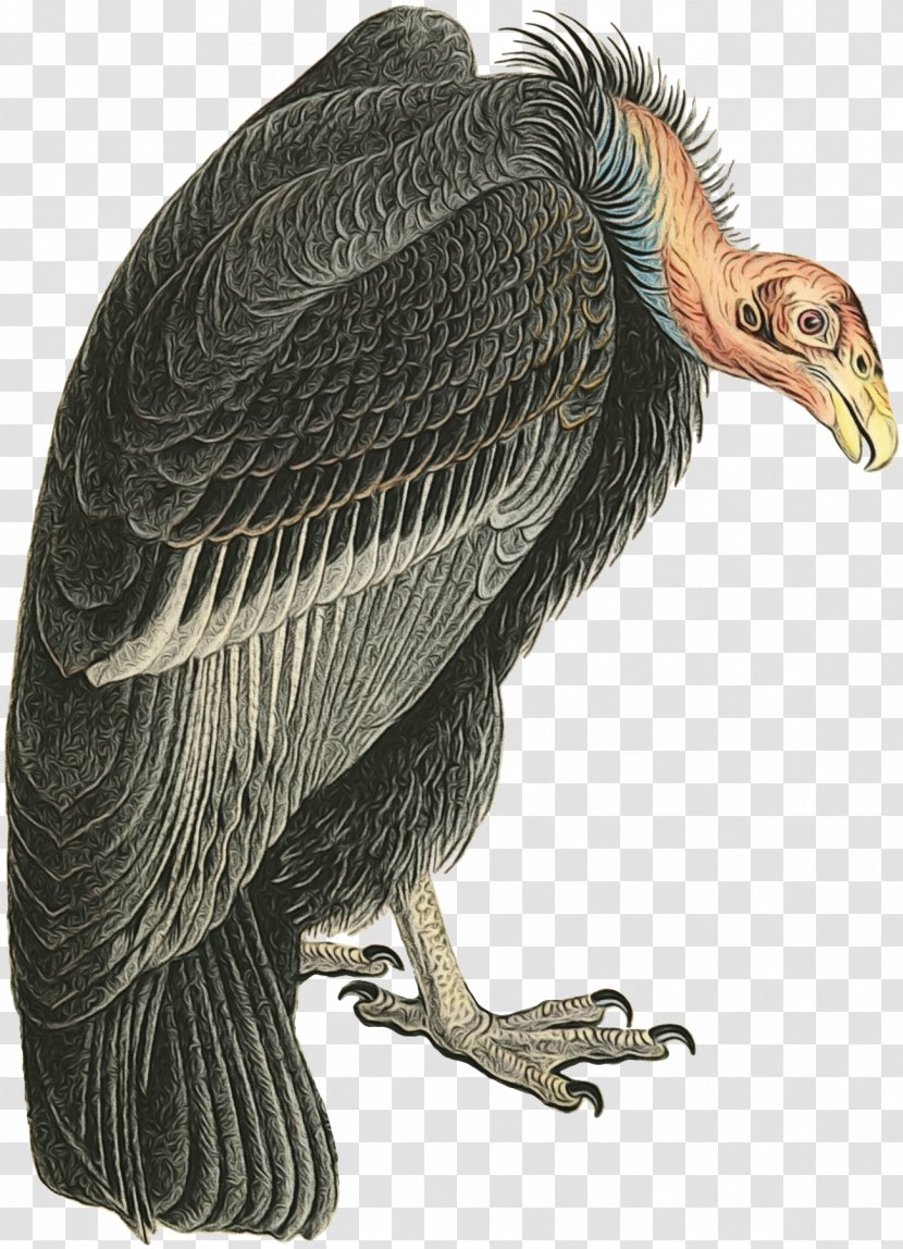 Bird Vulture Condor California Of Prey - King Andean Transparent PNG