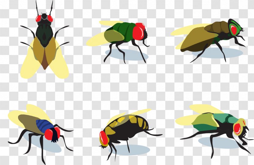 Fly Insect Euclidean Vector - Invertebrate - Few Flies Transparent PNG