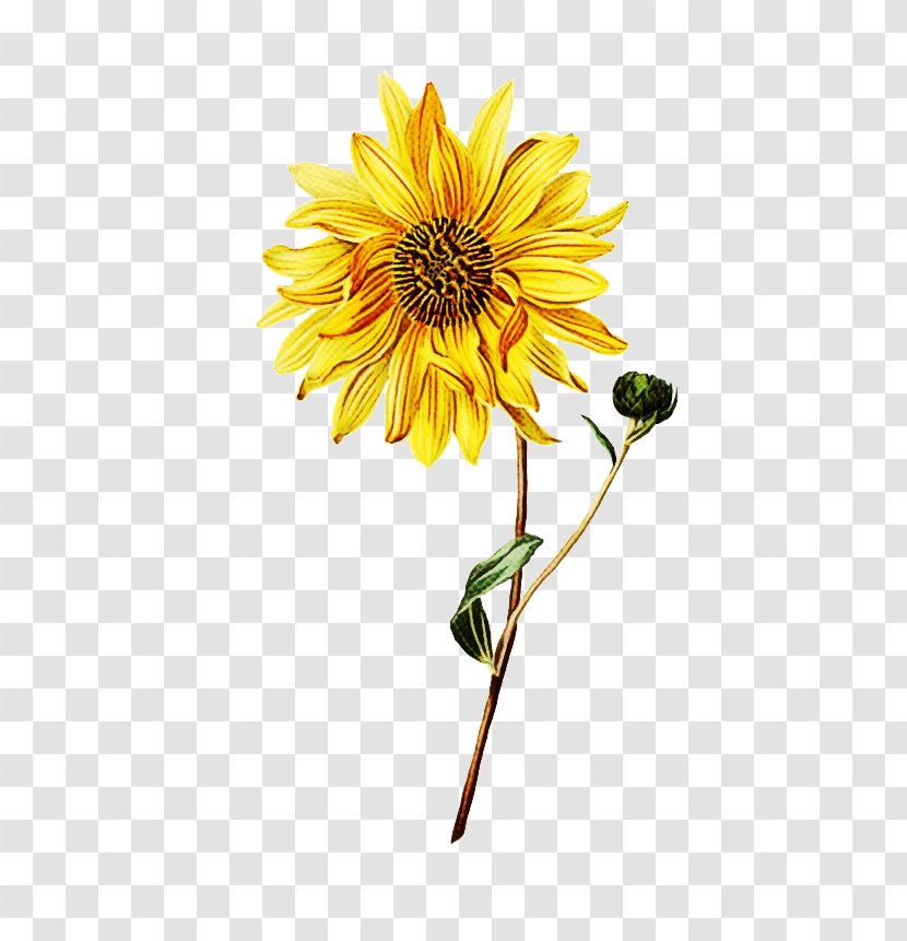 Sunflower - Plant - Daisy Family Cut Flowers Transparent PNG