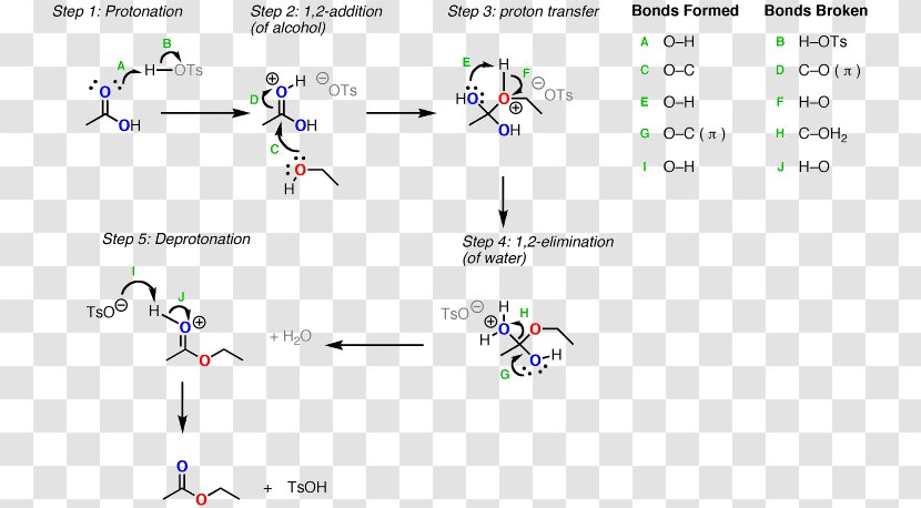 Fischer–Speier Esterification Carboxylic Acid Reaction Mechanism - Hydroxy Group Transparent PNG