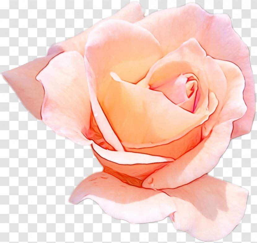 Garden Roses - Flower - Peach Plant Transparent PNG