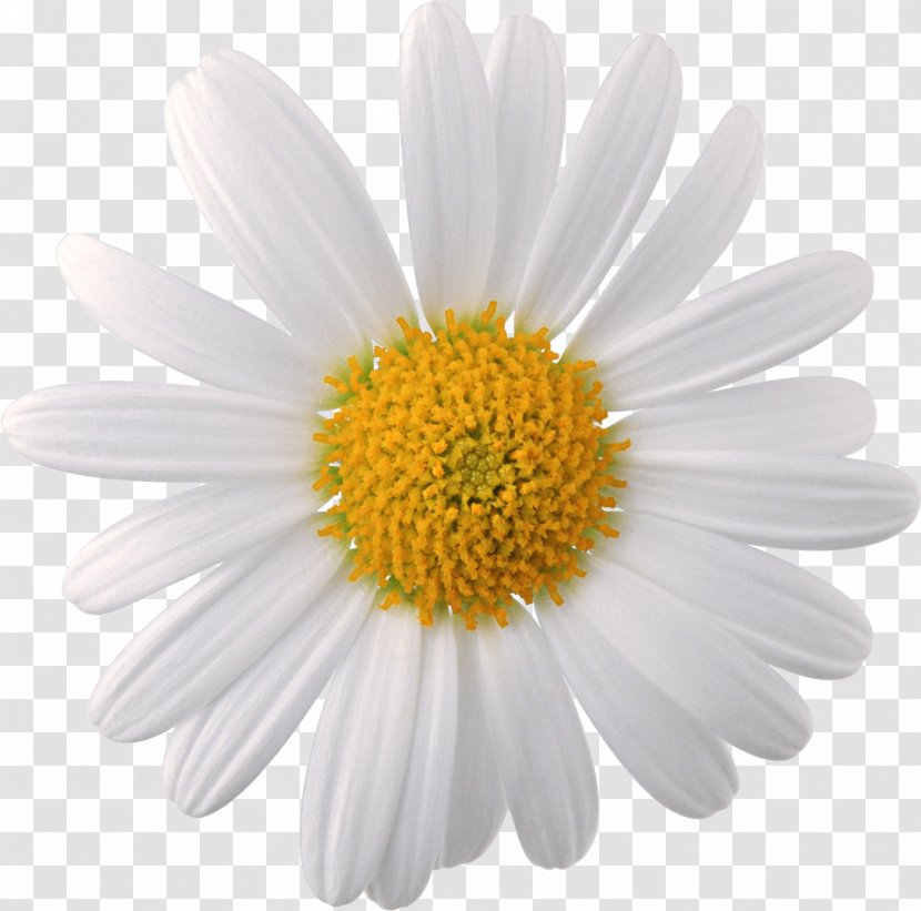 Chamomile Flower - Tree - Camomile Face Transparent PNG
