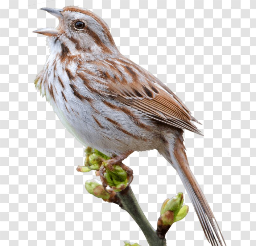 House Sparrow Bird - Songbird Transparent PNG