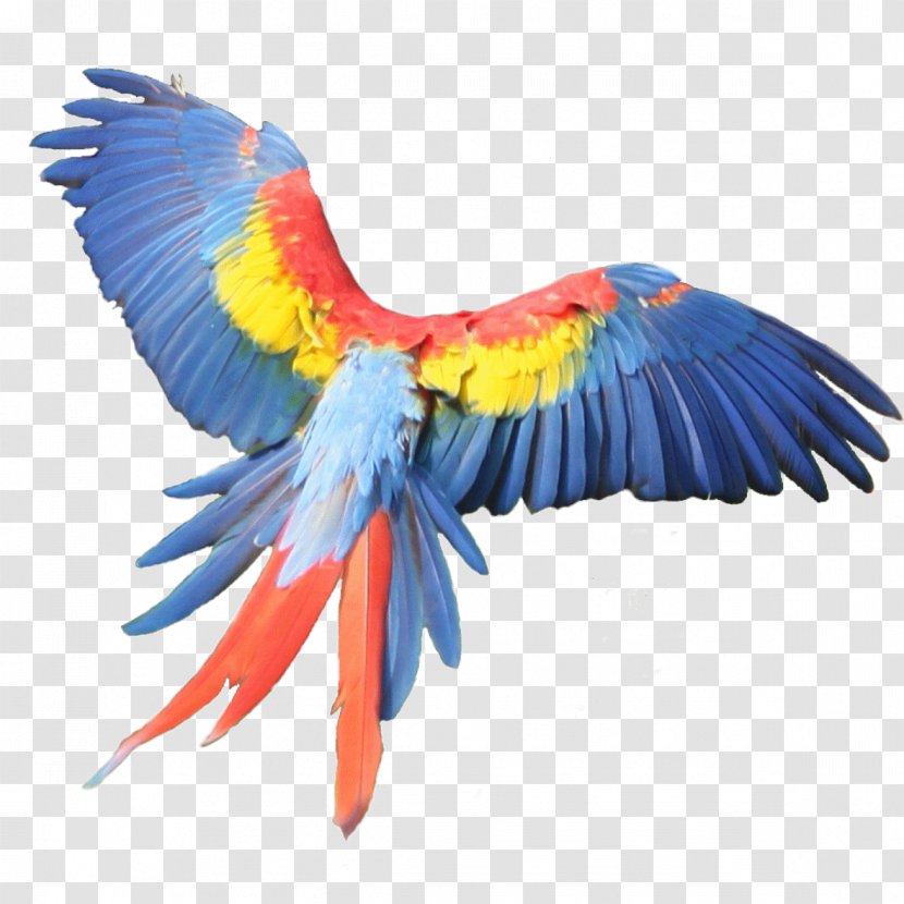 Macaw Feather Beak Parakeet Pet - Parrot Transparent PNG