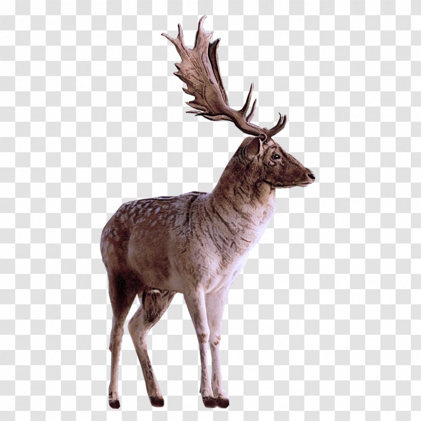 Reindeer - Wildlife - Fawn Roe Deer Transparent PNG