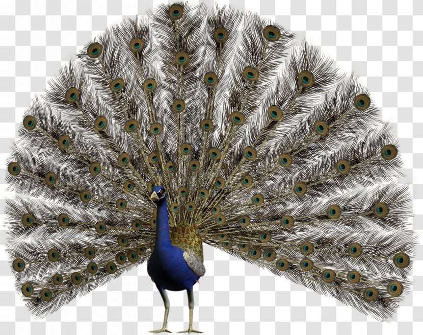 Bird Pavo Asiatic Peafowl Feather Transparent PNG