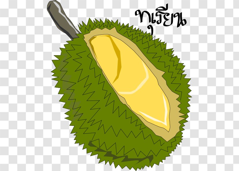 Jackfruit Durian Clip Art - Drawing - Cliparts Transparent PNG