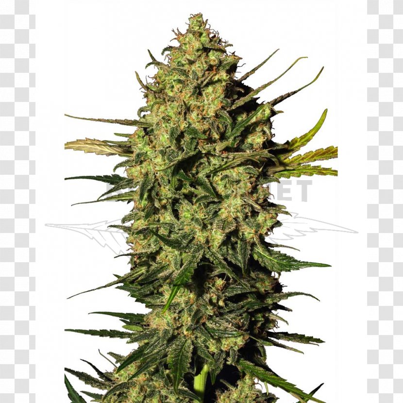 Hindu Kush Autoflowering Cannabis Hashish - Seedsman Seeds - Skunk Transparent PNG