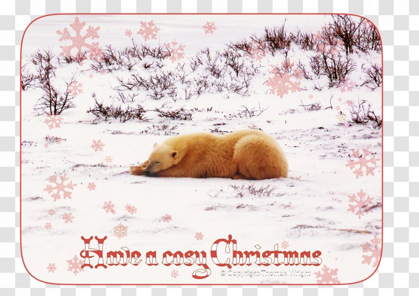 Polar Bear Christmas Card Cuteness - Carnivoran Transparent PNG