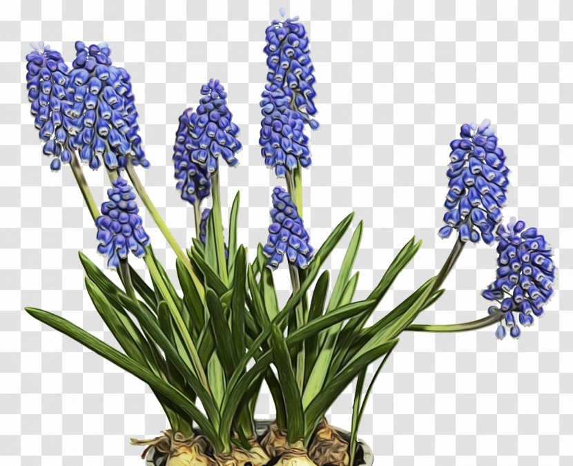 Lavender - Grape Hyacinth - Delphinium Bluebonnet Transparent PNG