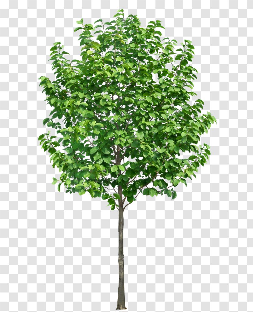 Tree - Rendering - Branch Transparent PNG