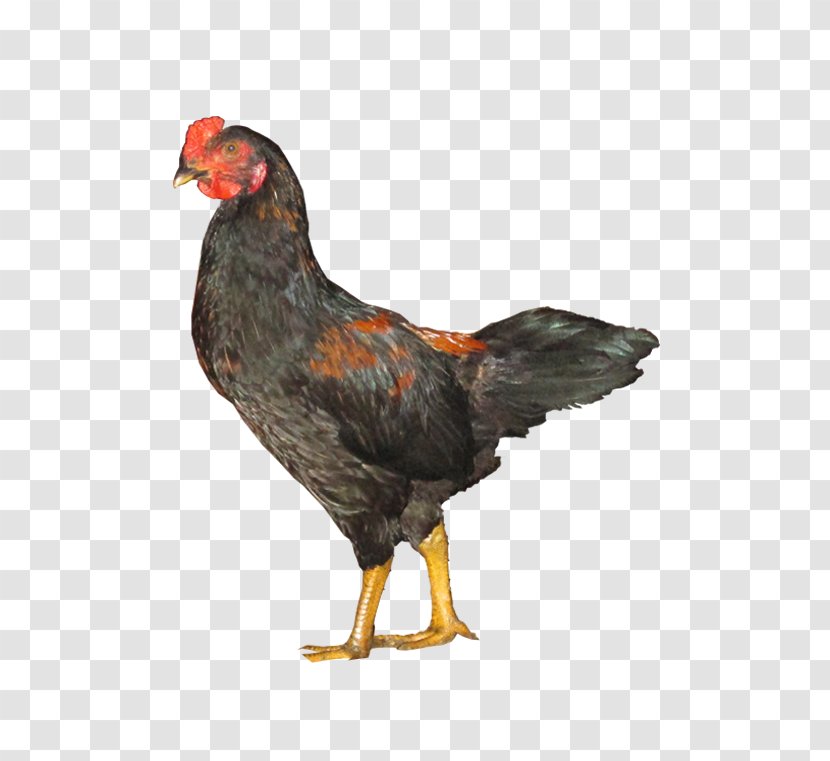 Rooster Gà Ta Lai Ri Chicken Black-Bone Silky Fowl Kien - Fauna - Colored Chicks Chickens Transparent PNG