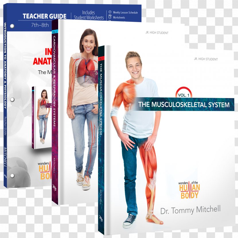 Introduction To Anatomy & Physiology: The Musculoskeletal System Physiology (Teacher Guide) Human - Digestive - Mississippi Mudds Transparent PNG