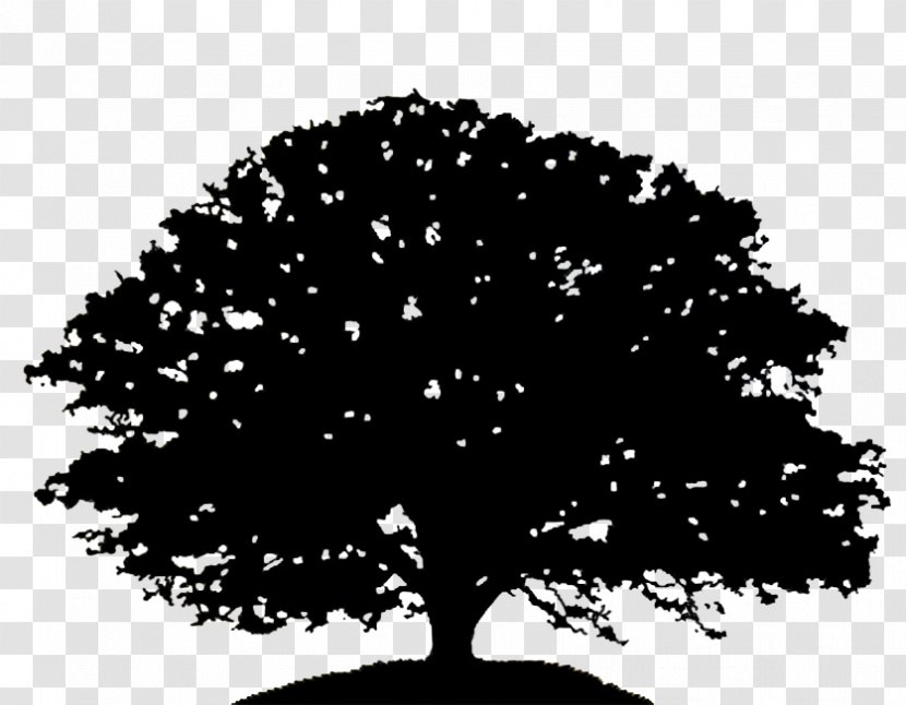 Oak Tree Silhouette Drawing Clip Art - Woody Plant Transparent PNG