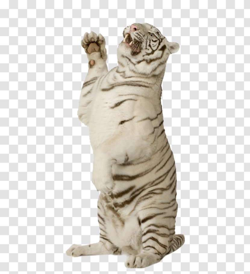 Felidae Lion Cat Bengal Tiger White - Standing Transparent PNG